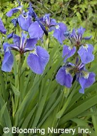 Iris tenax                                        